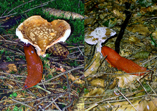 n_14_kö_J100_hbuch-schneck.jpg